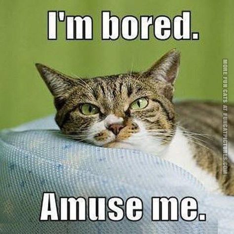 Hope you love our collection of Bored Meme, Bored Memes, Funny Bored Memes, Funniest Bored Memes, Hilarious Bored Memes, Amusing Bored Memes, Laughable Bore Bored Meme, Söt Katt, Cat Stories, I'm Bored, Funny Cats And Dogs, Cat Quotes, Funny Cat Memes, Im Bored, Funny Cat Videos