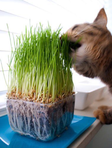 Dog Bedroom Decor, Growing Wheat Grass, Grass Growing, Pet Grass, Apartment Pet, Sprouting Seeds, Cat Grass, Faux Grass, Dog House Diy