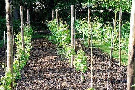 Backyard vineyard, 4 rows Vineyard Backyard, Vineyard Garden, Backyard Vineyard, Grapes Growing, Grape Ape, Aqua Farm, Grape Growing, Backyard Table, Grape Vineyard