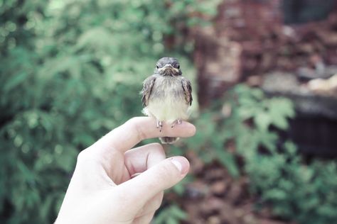 Lol the picture looks so cute until u look at the bird and see murder in its eyes xD Bird Sitting, Secrets Of The Universe, Disney Aesthetic, Pics Art, Little Bird, The Villain, White Aesthetic, Bird Feathers, Birdy