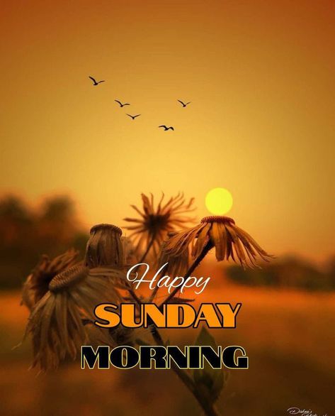 Happy Sunday Hd Images, Sunday Morning Images, Morning Thought, Good Morning Sunday Images, Happy Sunday Morning, Good Morning Happy Saturday, Morning Sunday, Sunday Images, Good Morning Happy Sunday