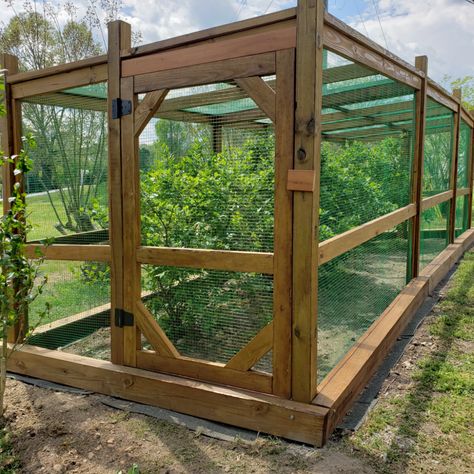 Blueberry Cage – Margaret D. Minuth | PearlHunter Berry House Garden, Berry Bush Enclosure, Fruit Cages Walk In Diy, Berry Cage Garden, Diy Fruit Cage How To Build, Fruit Cages Walk In, Blueberry Patch Garden, Berry Bush Cages, Blueberry Netting Ideas