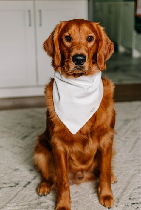 Copper Golden Retriever, Canadian Golden Retriever, Golden Retriever Dark, Golden Retriever Adventure, Dark Golden Retriever, Red Retriever, Red Golden Retriever, Happy Golden Retriever, Dogs Smiling