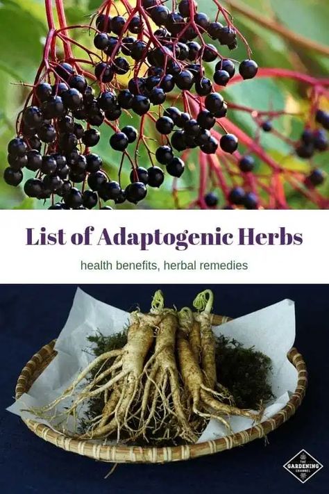 List of Adaptogens, and What These Adaptogenic Herbs Can Do For You - Gardening Channel Tomato Nutrition, Calendula Benefits, Matcha Benefits, Lemon Benefits, Coconut Health Benefits, Adaptogenic Herbs, Natural Healing Remedies, Benefits Of Coconut Oil, Diy Remedies