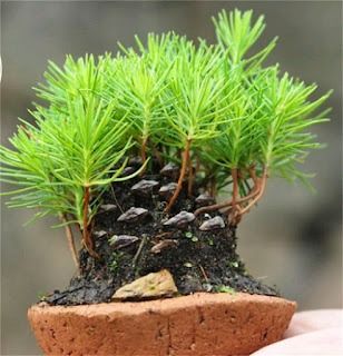 Dishfunctional Designs: DIY Pine Cone Bonsai - How To Make A Pine Cone Bonsai Pine Cone Seeds, Avocado Growing, Bonsai Diy, Pine Cone Tree, Succulent Frame, Garden Bonsai, Bonsai Tree Care, Pine Bonsai, Bonsai Care