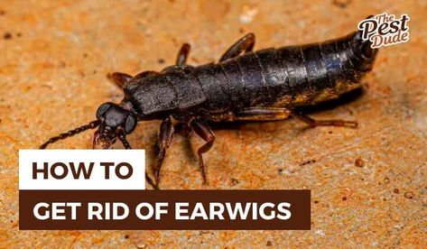 Learn how to get rid of earwigs in your home, garden, or lawn. Check out this guide to get our top DIY pest control methods. Ear Wigs How To Get Rid Of, How To Get Rid Of Earwigs In Your Home, How To Get Rid Of Earwigs, Earwigs In House, Earwig Killer, Getting Rid Of Earwigs, Earwigs, Boric Acid, Sign Language Words