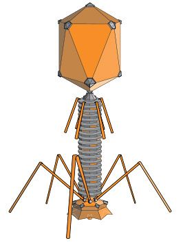 Bacteriophages are phages that infect bacteria by injecting them with DNA. In the "Biowarfare: Experiment with Viruses that Destroy Bacteria" microbiology Project Idea, students can experiment with the use of bacteriophage to kill E. coli bacteria. [Source: Science Buddies, http://www.sciencebuddies.org/science-fair-projects/project_ideas/MicroBio_p029.shtml?from=Pinterest; Image: Wikipedia] #STEM #scienceproject Structural Model, Nucleic Acid, Cell Wall, Bacterial Infection, Science Fair Projects, Microbiology, Science Fair, Science Projects, Life Science