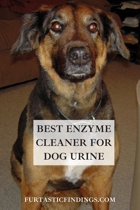 An enzyme cleaner for dog urine can help cleaning up after your pup less of a hassle and destroying any odors that can linger. Enzyme Cleaner For Dog Urine, Homemade Enzyme Cleaner For Dog Urine, Best Carpet Cleaning Solution Dog Urine, Diy Dog Pee Odor Remover, Dog Pee Post Ideas, Pet Urine Smell Remover, Dog Urine Odor Remover, Cleaning Dog Pee, Dog Urine Remover