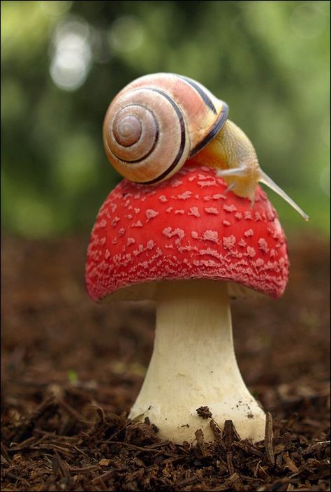 Red Mushroom, Trees, Red