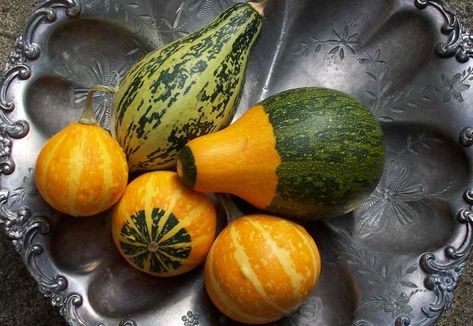 How to Preserve Gourds and Display Them, Too - New England Today How To Dry Gourds, Dried Gourds, Paper Pumpkin Craft, Place Settings Thanksgiving, Gourds Birdhouse, Decorative Gourds, New England Fall, Seasonal Displays, Seasonal Food