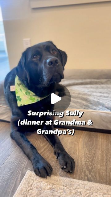 Sully the Black Lab on Instagram: "He left me in the dust 😂 #labsofinstagram #dogsofinstagram #labrador" Black Lab Funny, English Lab Puppies, English Lab, Chocolate Lab Puppies, Black Labrador Dog, He Left Me, Black Labs, Lab Puppies, He Left