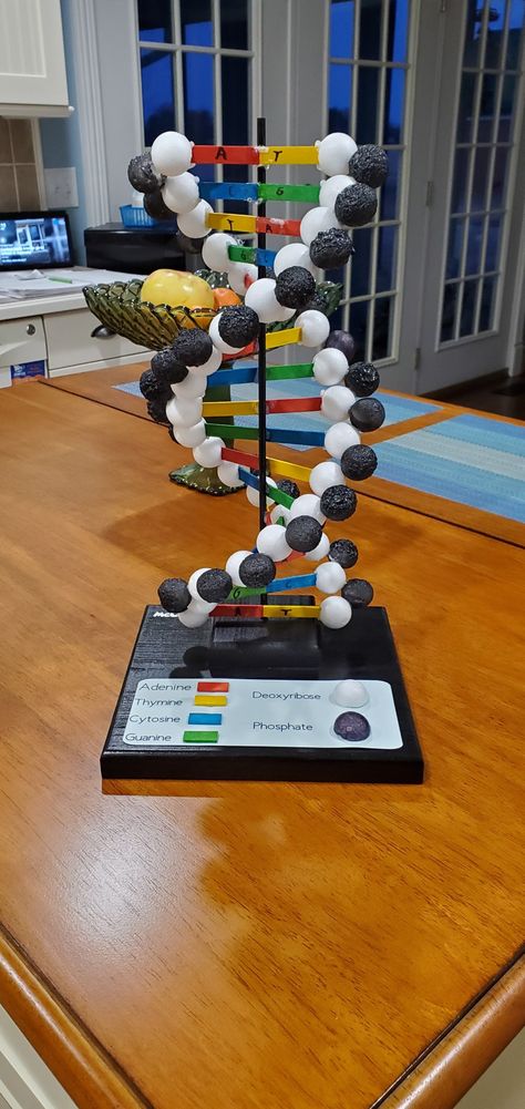 Dna Structure Project, Homemade Dna Model, Double Helix Dna Model Diy, Dna Strand Model, Science Project For High School, Project For Biology, Dna Double Helix Model Projects, Model Of Dna Project, Biology Model Ideas