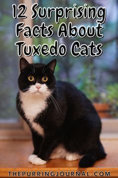 Tuxedo Cats Funny, Tuxedo Cat Halloween, Gray Tuxedo Cat, Cute Tuxedo Cats, Tuxedo Cats Aesthetic, Long Haired Tuxedo Cat, Grey Tuxedo Cat, Fluffy Tuxedo Cat, Tuxedo Cat Aesthetic