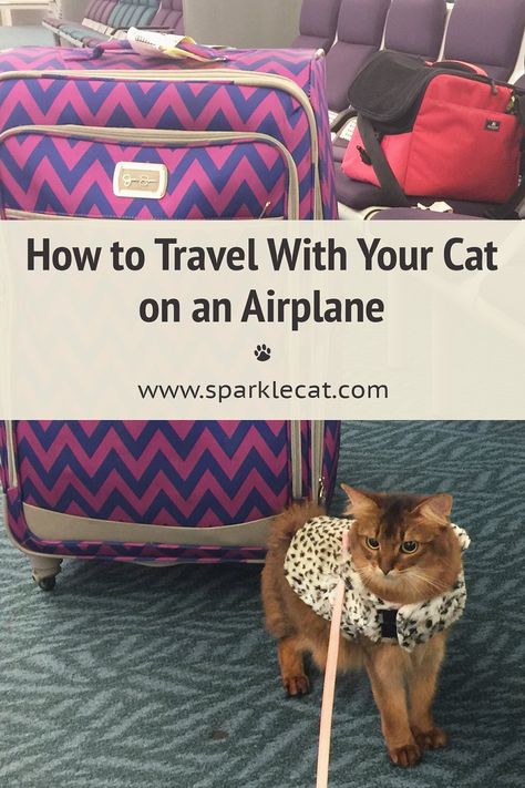 If you are flying with your cat, this tutorial gives you what you need to know on how to travel with your cat on an airplane. #travelcat #pettravel #cattravel How To Travel With A Cat, Cat Travel Essentials, Travel With Cat, Traveling With A Cat, Cat Checklist, Cat Travel Accessories, Moving Kit, Moving Hacks, Travel Cat