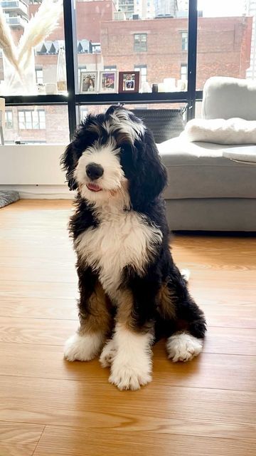 RIVER 🐾 on Instagram: "Double tap if it’s true! 🐾" Bernese Mountain Doodle, Full Grown Mini Bernedoodle, Bernadoodles Full Grown, Medium Bernedoodle, Mini Bernedoodle Haircut Styles, Bernadoodle Haircuts, Bernese Doodle, Mini Bernedoodle Full Grown, Bernadoodle Mini