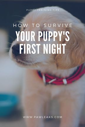 First Night With Puppy, Dog Training Commands, Puppy Schedule, New Puppy Checklist, Training Outfit, Training Puppy, Crate Training Puppy, Crying At Night, Dog Advice