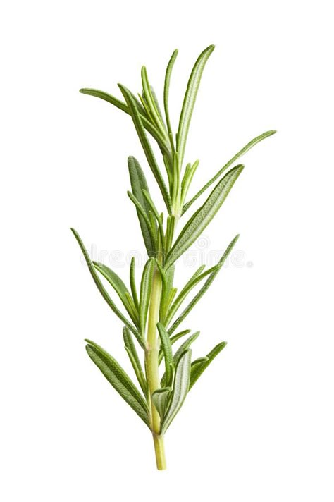 Rosemary. Isolated on white background , #Ad, #Isolated, #Rosemary, #background, #white #ad Chalkboard Art Quotes, Watercolor Herbs, Herb Art, Rosemary Herb, Watercolor Paintings Easy, Simple Illustration, Botanical Watercolor, Illustration Watercolor, Pretty Plants