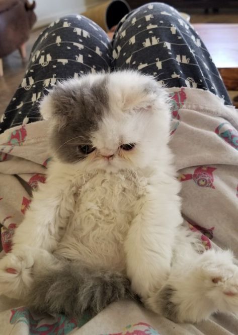 Himalayan Persian Cats, Persian Kitten, Exotic Shorthair Cat, Persian Cats, Dream's Cat, Persian Kittens, Exotic Shorthair, Love And Affection, Animals Dogs