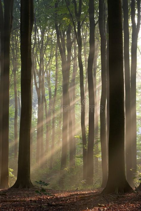 Sun rays crossing a misty forest photographed in an early autumn morning. Misty , #AFFILIATE, #misty, #forest, #photographed, #Sun, #rays #ad Early Autumn Morning Aesthetic, Sun Rays In Forest, Ray Core Aesthetic, Terraria Aesthetic, Subtle Photography, Sun Rays Aesthetic, Early Autumn Aesthetic, Misty Aesthetic, Ray Core