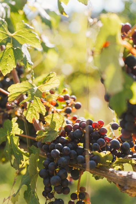 Crisp air, autumn colors, cozy vibes—fall in the Cowichan Valley is pure magic! 🌾🍇 Harvest season is the perfect time to join us on a wine tour. What’s your favorite thing about fall? 🍂👇 Tag a friend who needs a vineyard getaway! #vancouverislandbc #takemoreadventures #winery #WineTour #explorebc Cowichan Valley, Crisp Air, Harvest Season, Wine Tour, Cozy Vibes, Autumn Colors, Vancouver Island, Tag A Friend, Fall Colors