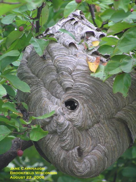 Preserving and Displaying a Hornet's Nest | Yard and Garden Hornet Nest Decoration, Hornets Nest Display, Hornet Nest, Nest Diy, Master Gardener Program, Evergreen Flowers, Hornets Nest, Yard And Garden, Rose Vines