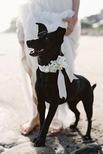 Dog Wedding Outfits, Nautical Wedding Inspiration, Villa Photography, Jose Villa Photography, Dream Beach Wedding, Jose Villa, Most Beautiful Wedding, Beach Wedding Photography, Wedding Pets