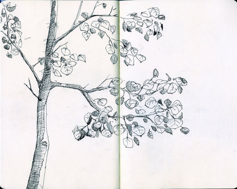 aspen sketch Aspen Trees Drawing, Aspen Branch Tattoo, Aspen Tree Drawing, Aspen Tree Sketch, October Wishes, Birch Tree Drawing, Aspen Illustration, Tree Tattoo Drawings, Aspen Trees Tattoo