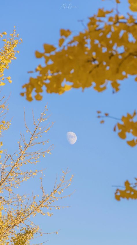 Ginkgo Aesthetic, Wallpaper Heaven, Insta Edits, Ginko Leaves, Ginko Biloba, Message Wallpaper, Leaves Background, Sky Photography Nature, Leaf Background