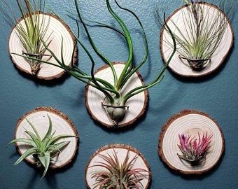 Air plant wall holder | Etsy Air Plant Art, Air Plants Diy, Airplant Wall, Air Plants Decor, Air Plants Care, Support Pour Plante, Plant Crafts, Air Plant Display, Plant Decor Indoor