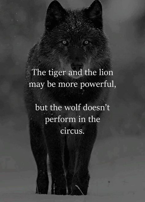 Lone Wolf Quotes, Wolf Quotes, Savage Quotes, Vie Motivation, Warrior Quotes, The Circus, Black Wolf, Badass Quotes, The Wolf