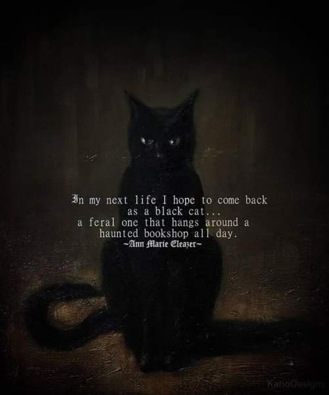 Cat Lady Quote, Black Cat Quotes, Witches Night Out, Witches Hats, Witch Quotes, Magical Life, Witch Cat, Thought Quotes, Cat Harness