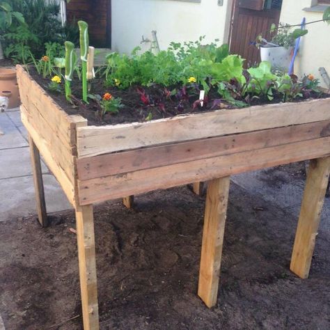 Build this DIY pallet garden bed if you really want to take some effective steps toward garden projects and want to grow free vegetables in your garden! All you need to plan is a sturdy box raised on some tangible and lasting legs and removed pallet slats can easily give you all this. Pallet Garden Bed, Garden Ideas Using Pallets, Diy Pallet Garden, Kid Garden, Edible Gardening, Plywood Floor, Raised Flower Beds, Garden Pallet, Tiny Garden