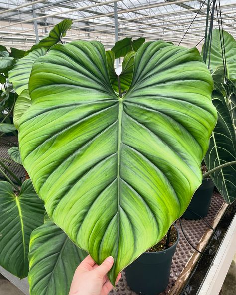 Happy #philodendronfriday! Philodendron SP Colombia happily growing in our greenhouse… Should we add these to the webshop? Philodendron Sp Colombia, Plant Wishlist, Columbia, Platinum, Herbs, Plants, Flowers, Quick Saves