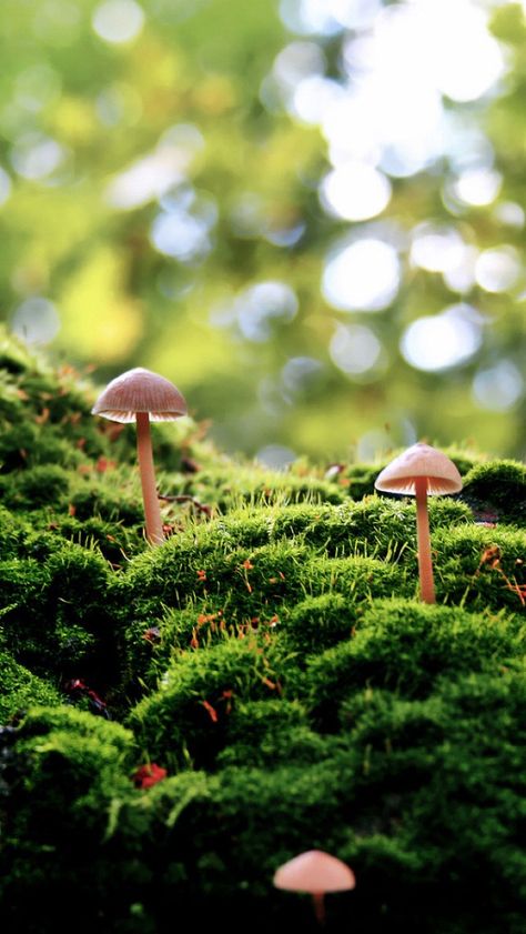 #mushrooms #moss Mushroom Background, Green Nature Wallpaper, 1366x768 Wallpaper, Mushroom Wallpaper, Pink Mushroom, Hd Nature Wallpapers, Moss Garden, Mushroom Fungi, Free Iphone Wallpaper