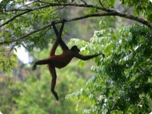 Monkey Jumping, Monkey Jump, Hanging Monkey, Monkey Tattoos, Spider Monkey, Rain Forest, Primates, Nature Animals, Belize