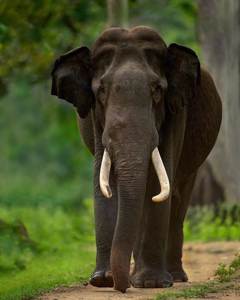 Asian Elephant, India / Eléphant d'Asie, Inde / Image by mithunhphotography (Mithun Hunugund) from instagram Elephant India, Elephant Photography, Save The Elephants, Asian Elephant, Wildlife Photos, From Instagram, Wildlife Photography, Animal Photography, Animals Wild