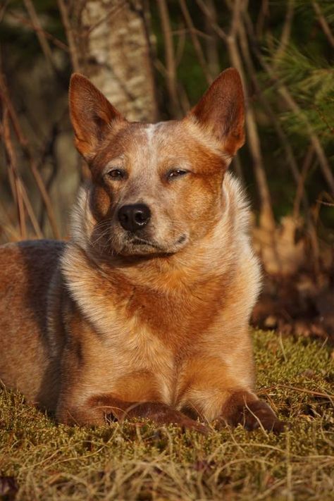 serious grown up red heeler pose. Red Cattle Dog, Red Healer, Red Heeler Dog, Aussie Cattle Dog, Heeler Dogs, Austrailian Cattle Dog, Red Heelers, Cattle Dogs Rule, Blue Heelers