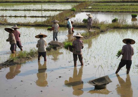 Human-Environment Interaction: Farmers in Northern China cultivate rice in terraced fields on hills and mountains. Human Environment Interaction, Human Environment, Terrace, Farmer, Human, Movie Posters