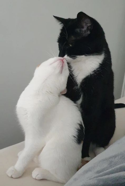 Black Cat And White Cat Together, Cat Couples, Cats Black And White, Pretty Girlfriend, Black And White Cats, Black Cat Aesthetic, White And Black Cat, Cat Couple, Silly Cats Pictures