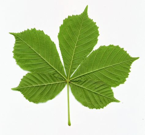 Horse Chestnut Leaf by R~P~M, via Flickr Horse Chesnut, Horse Chestnut Leaves, Chestnut Leaf, Viking People, Horse Chestnut Trees, Chestnut Tree, Embroidered Photo, Horse Chestnut, Chestnut Trees