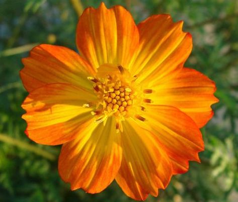 Cosmos Sulphureus, Orange Cosmos, Benefits Of Gardening, Cosmos Flowers, Flower Tree, Plant Spacing, Annual Flowers, Growing Seeds, American Southwest