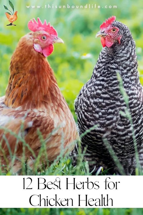 12 Best Herbs for Chicken Health Herbs To Give Chickens, Diy Chicken Water, Chicken Water Heater, Chicken Herbs, Molting Chickens, Herbs For Chickens, Food For Chickens, Homestead Animals, Live Chicken