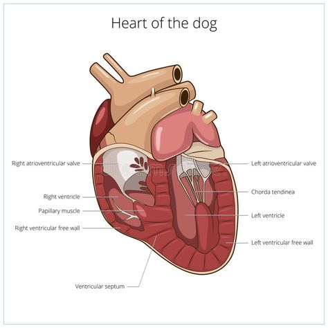 Skull Diagram, Dog Vector Illustration, Heart Diagram, Types Of Muscles, Veterinary Assistant, Veterinary Science, Vet Medicine, Mammary Gland, Dog Anatomy