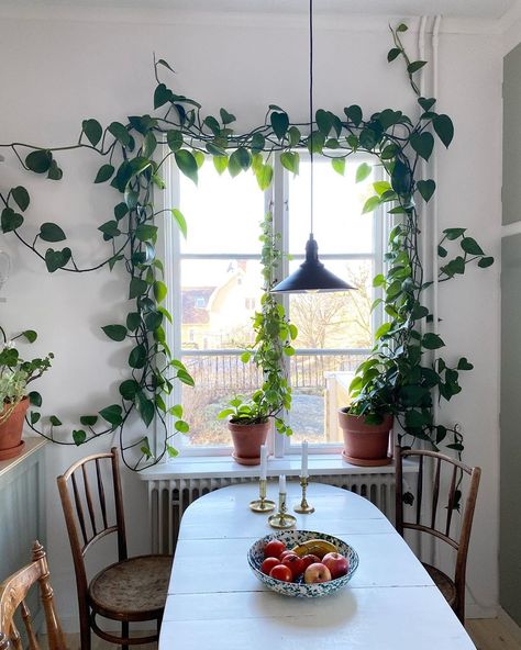 3,954 gilla-markeringar, 105 kommentarer - @malinbrostad på Instagram: "Växtgardin med lite extra växtkraft.🌿" Home Sweet Home Images, Ivy Plant Indoor, Indoor Green Plants, نباتات منزلية, Casa Vintage, Pothos Plant, Plant Decor Indoor, House Plants Decor, Hanging Plant