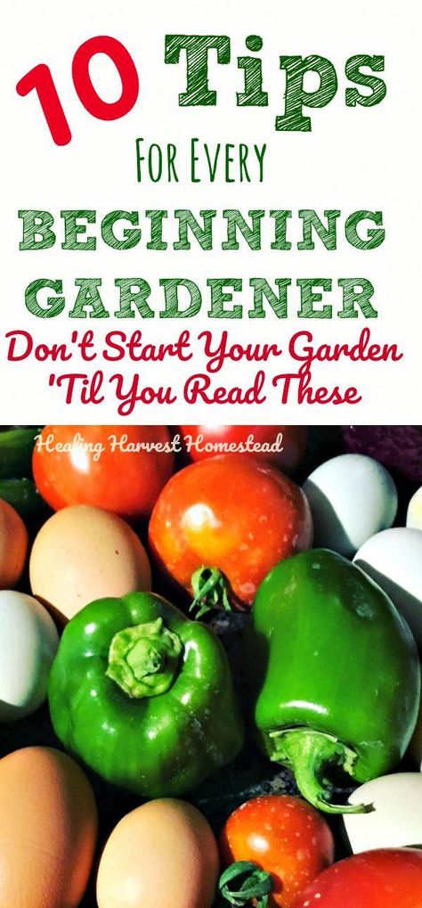 Gardening Tomatoes Tips, Starting Garden Outdoors, How To Start A Veggie Garden, Box Gardening For Beginners, Planning A Garden For Beginners, 1st Time Vegetable Garden, 1st Time Gardening, Basic Vegetable Garden, Gardening 101 Vegetable