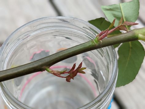 My Experience Growing Roses from Cut Flowers - Bunny's Garden Propagating Roses, Mothers Day Roses, Propagate Plants, Rooting Roses, Grafting Plants, Rose Cuttings, Garden Seating Area, Mother's Day Bouquet, Plants Pots