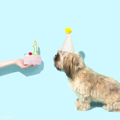 Adorable Shih Tzu celebrating its first birthday | free image by rawpixel.com / Amy Athena Photoshoot, Dog Birthday Photoshoot, Dog Birthday Pictures, Celebration Photography, Animal Photoshoot, Birthday Free, Cake Birthday Cake, Happy 1st Birthday, Dog Photoshoot