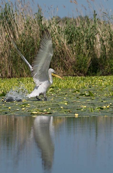 Romania Tourism, Delta One, Danube Delta, Visit Romania, River Delta, Amazing Sunsets, Into The Wild, Wildlife Animals, Travel Pictures