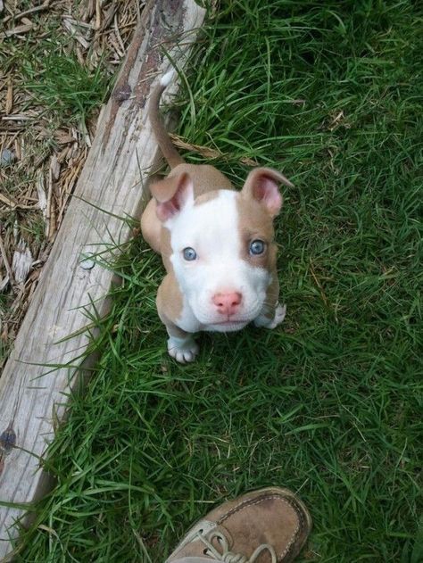 Tan and white pitbull Tan Pitbull, White Pitbull, Pit Bull Puppies, Pitt Bull, Pitbull Puppy, Pit Bull Love, Pitbull Puppies, Bully Breeds, Cane Corso