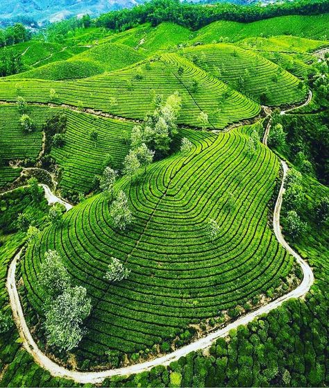 Tea gardens in Munnar Tea Gardens, Tea Estate, Western Ghats, Kerala Tourism, Munnar, Garden Pictures, Kerala India, Tea Garden, Beautiful Places Nature